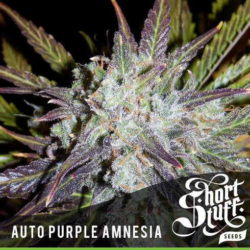 Short Stuff - Auto Purple Amnesia